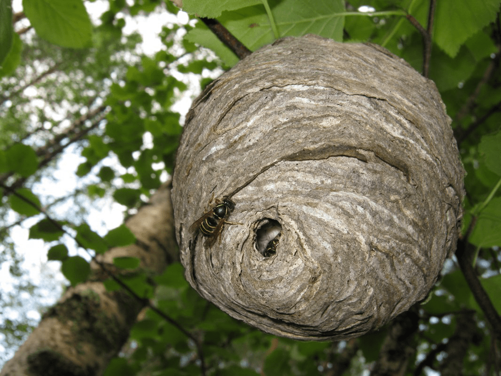 Darazsak kaptár