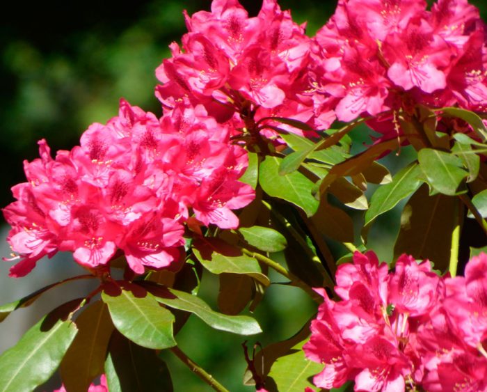 výsadba rododendronů