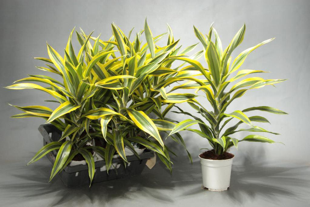 Dracaena