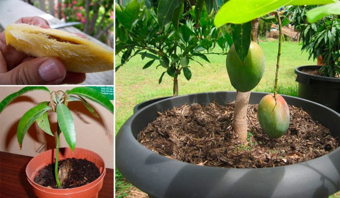 growing mango