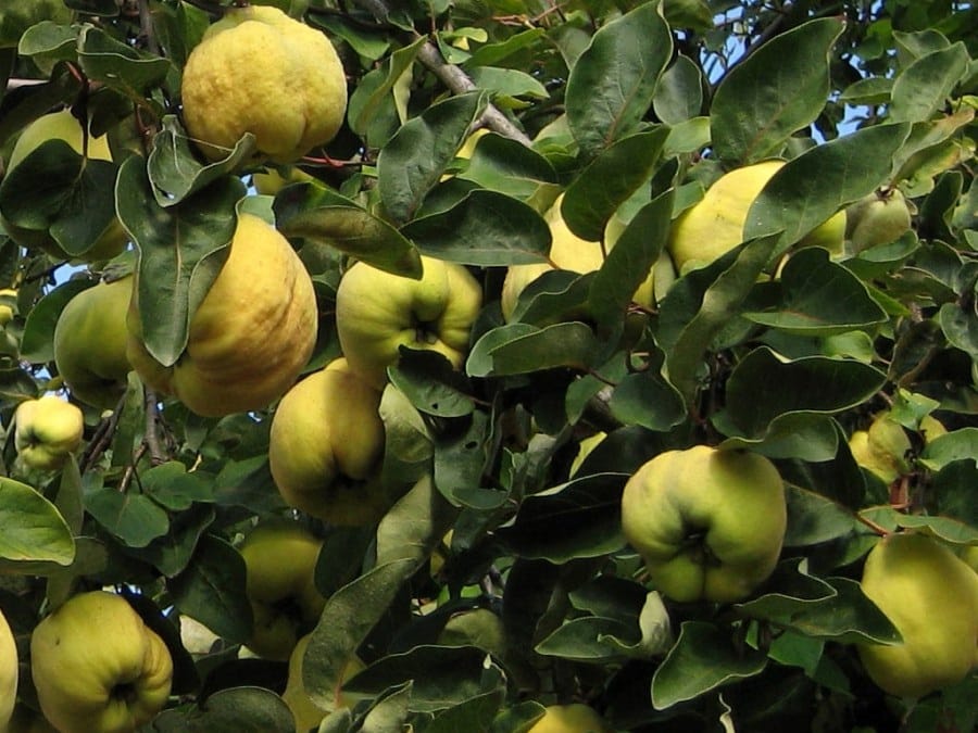 Quitte auf dem Baum