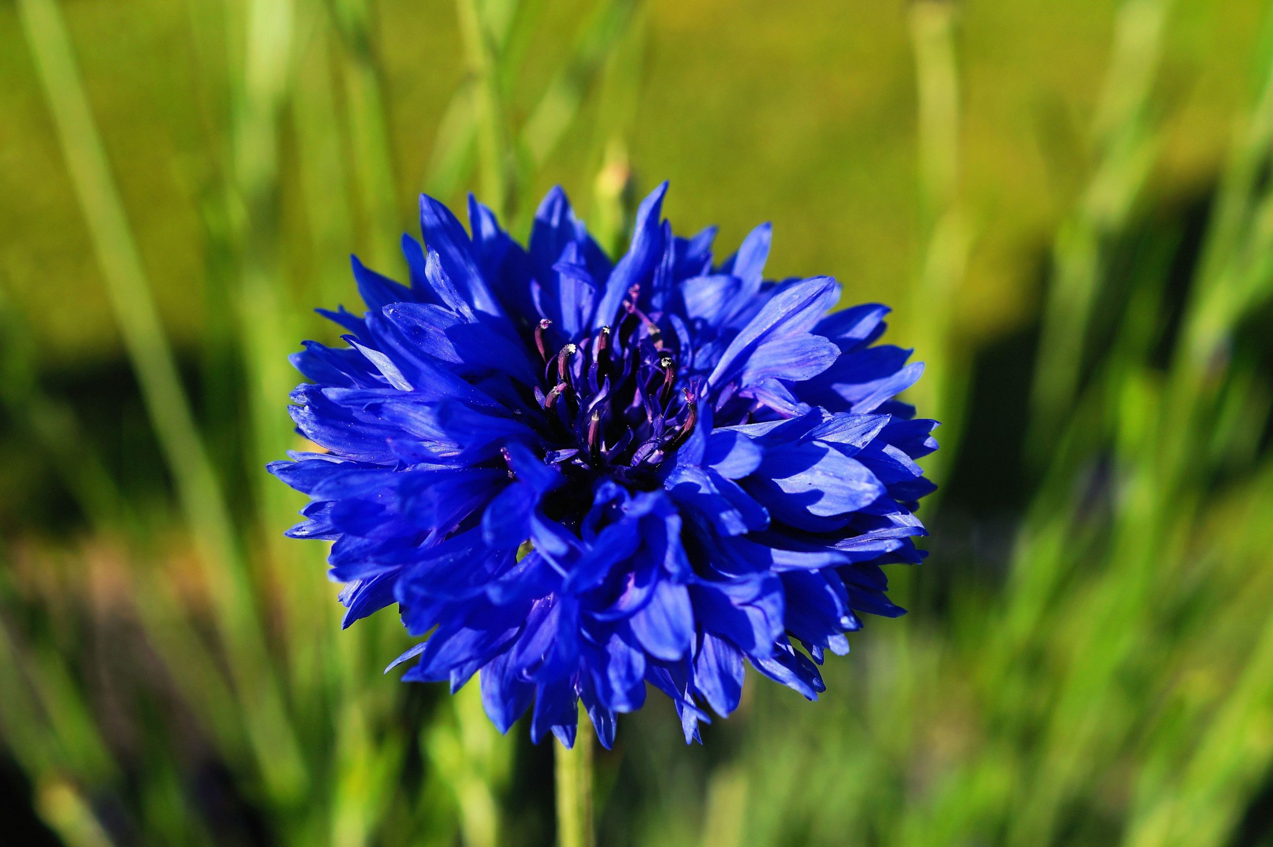 Mga cornflower