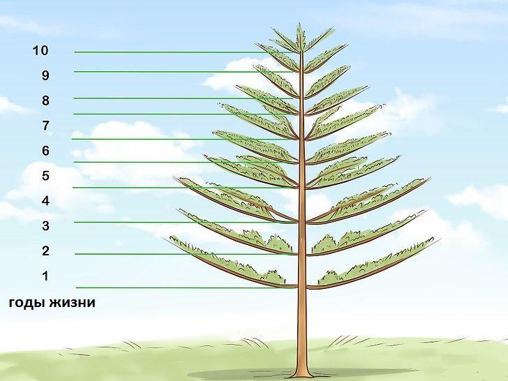 Como determinar corretamente a idade de um pinheiro