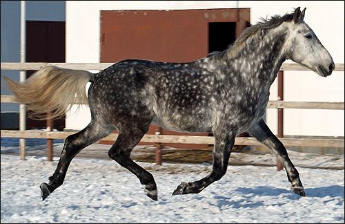 Oryol horse