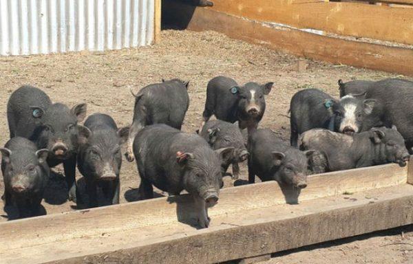 Vietnamese piglets