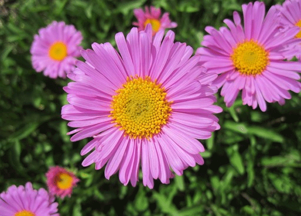 alpine aster