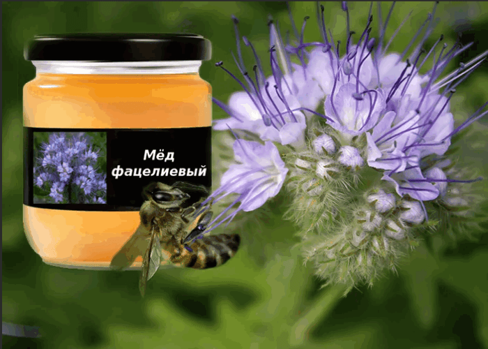 μέλι phacelia