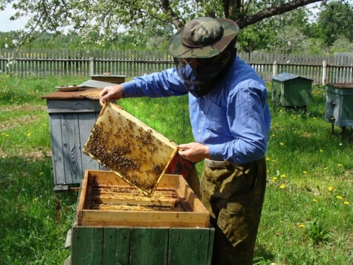 důvod ke shromažďování včel na podzim