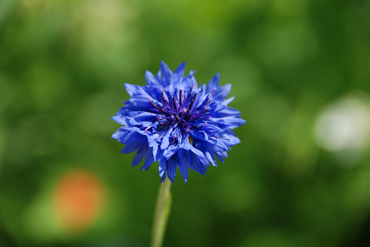 Larawan ng mga cornflower