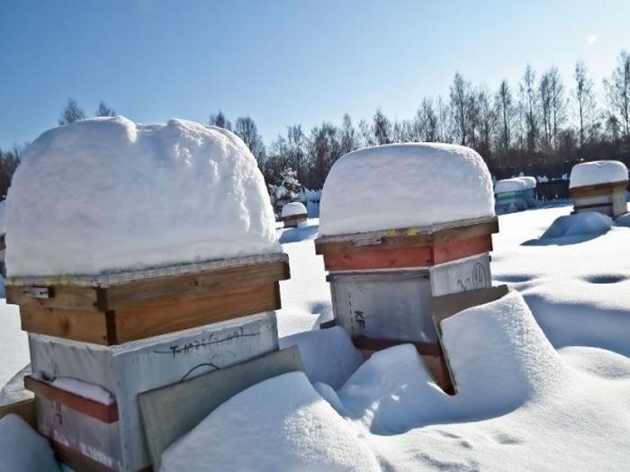 invernada de abelhas