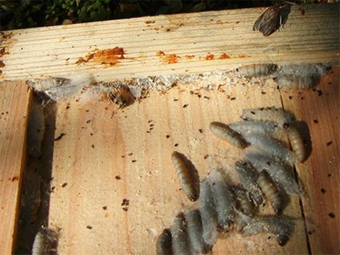 wie man Wachsmotten in einem Bienenstock loswird