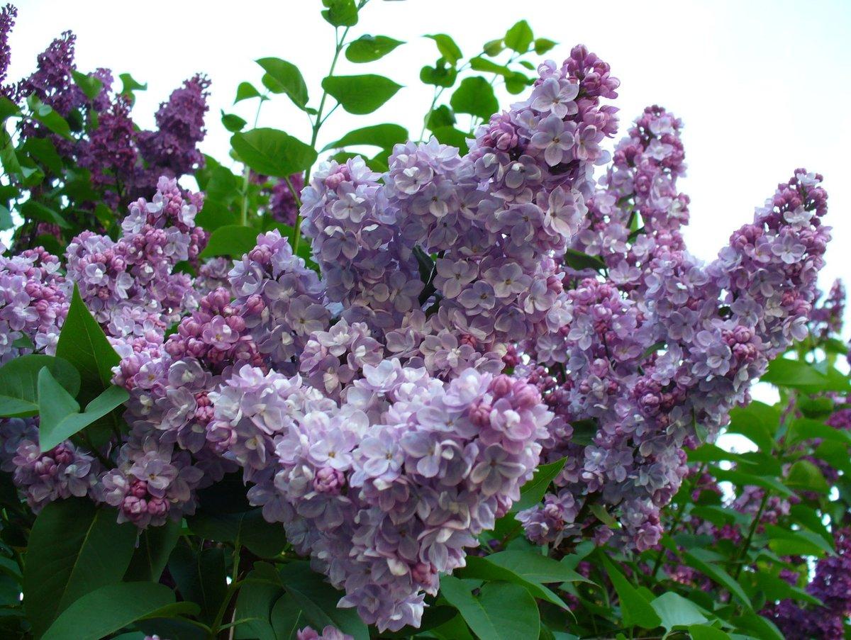 Plantación de lilas y foto de cuidado.