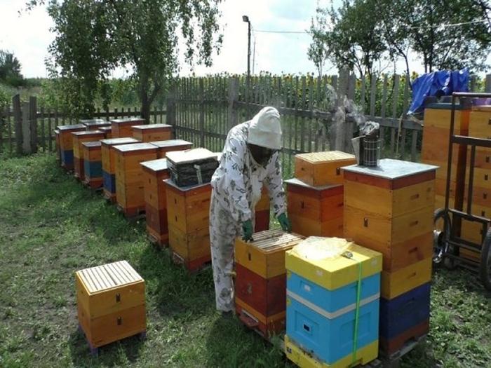 wie man einem Bienenstock eine Königin hinzufügt