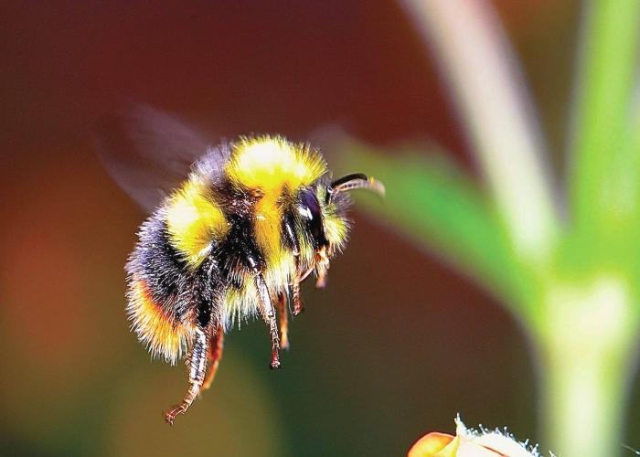 hoe ziet een hommel eruit?