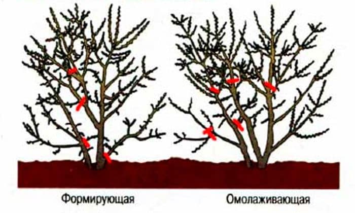 sea ​​buckthorn pruning