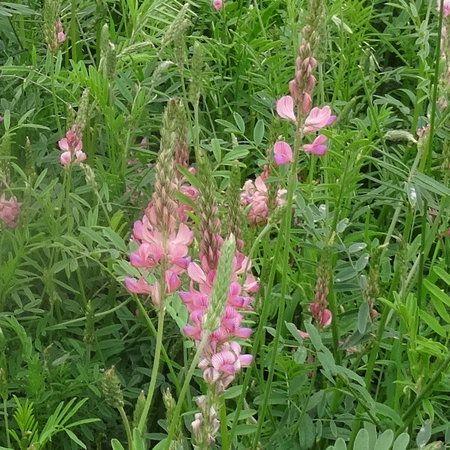 sandig sainfoin