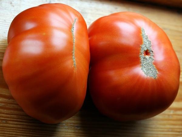 Sibirische Tomate