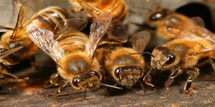 transferring bees to a new hive in the fall