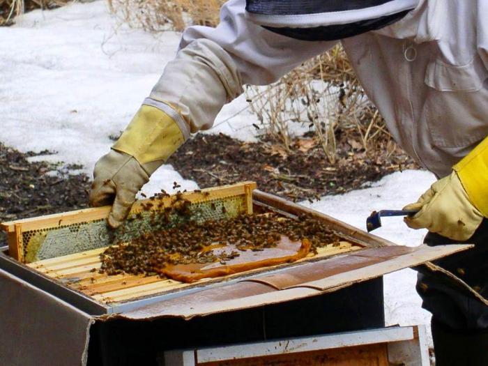 ruokkimalla mehiläisiä