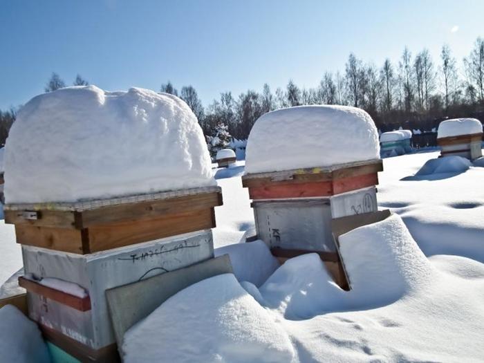 overwinteringsruimte voor bijen