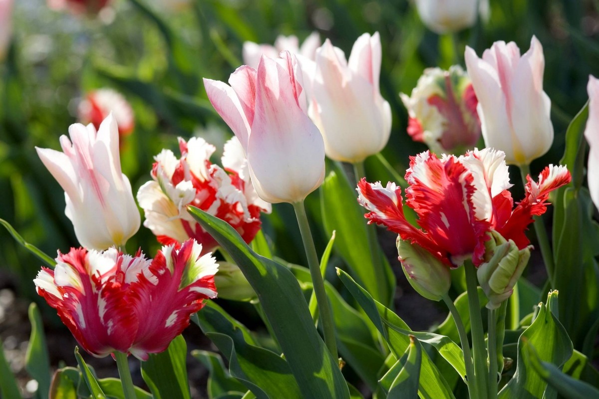 ¿Qué flores perennes se pueden plantar en una tumba? Las 35 mejores para un cementerio.