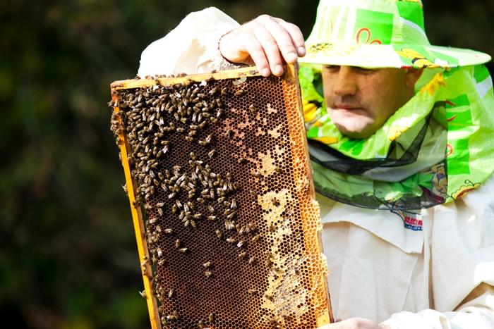 comment récolter le miel