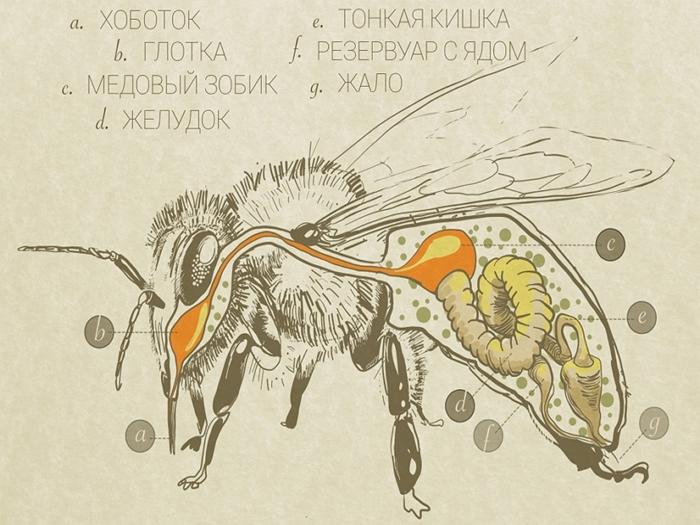 structure of a bee