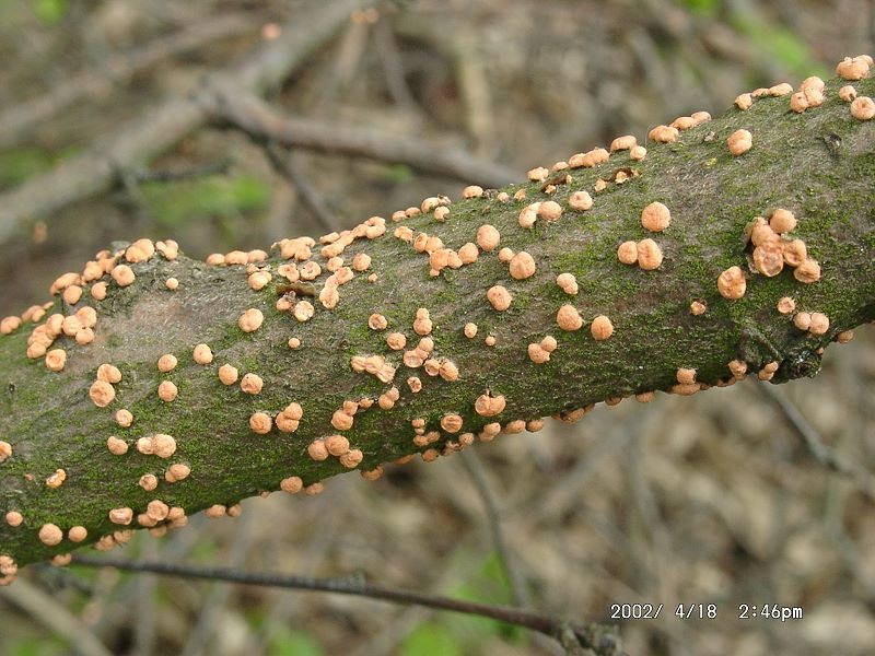 Nectria cancer