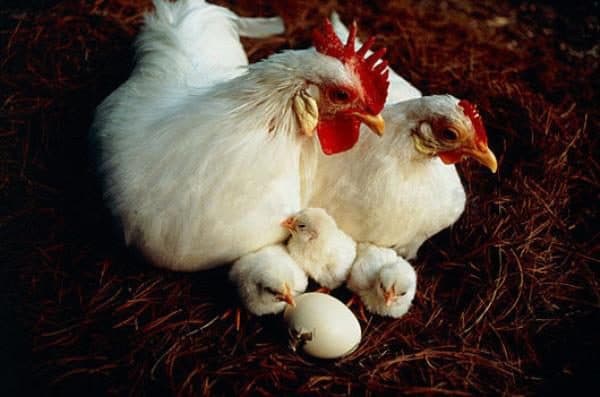 Russian white chicken breed