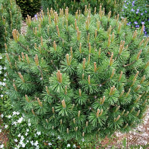 Description and varieties of dwarf pines, care and use in landscape design