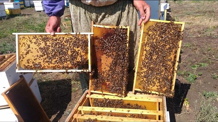 élevage de deux reines d'abeilles