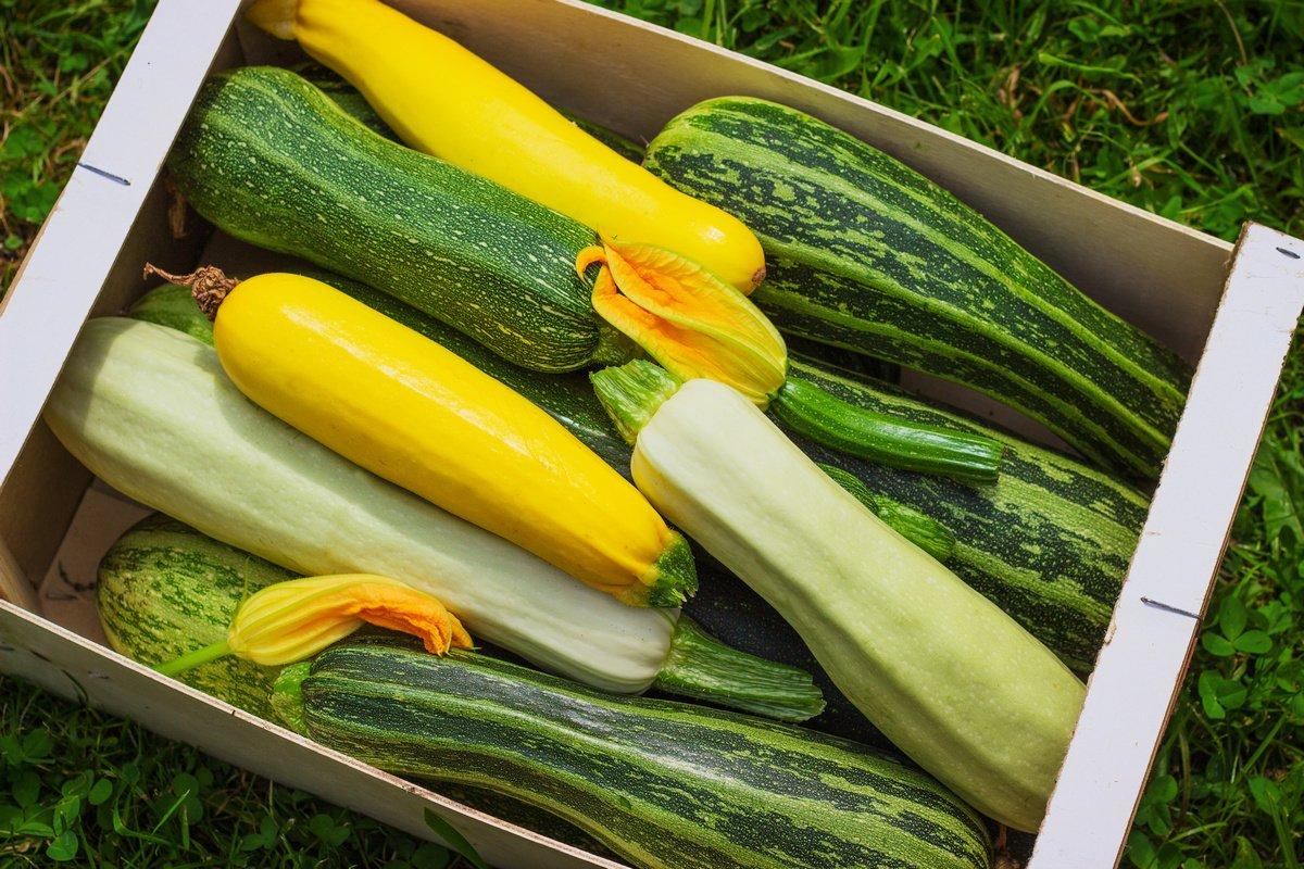 Die besten Zucchini-Sorten für 2024