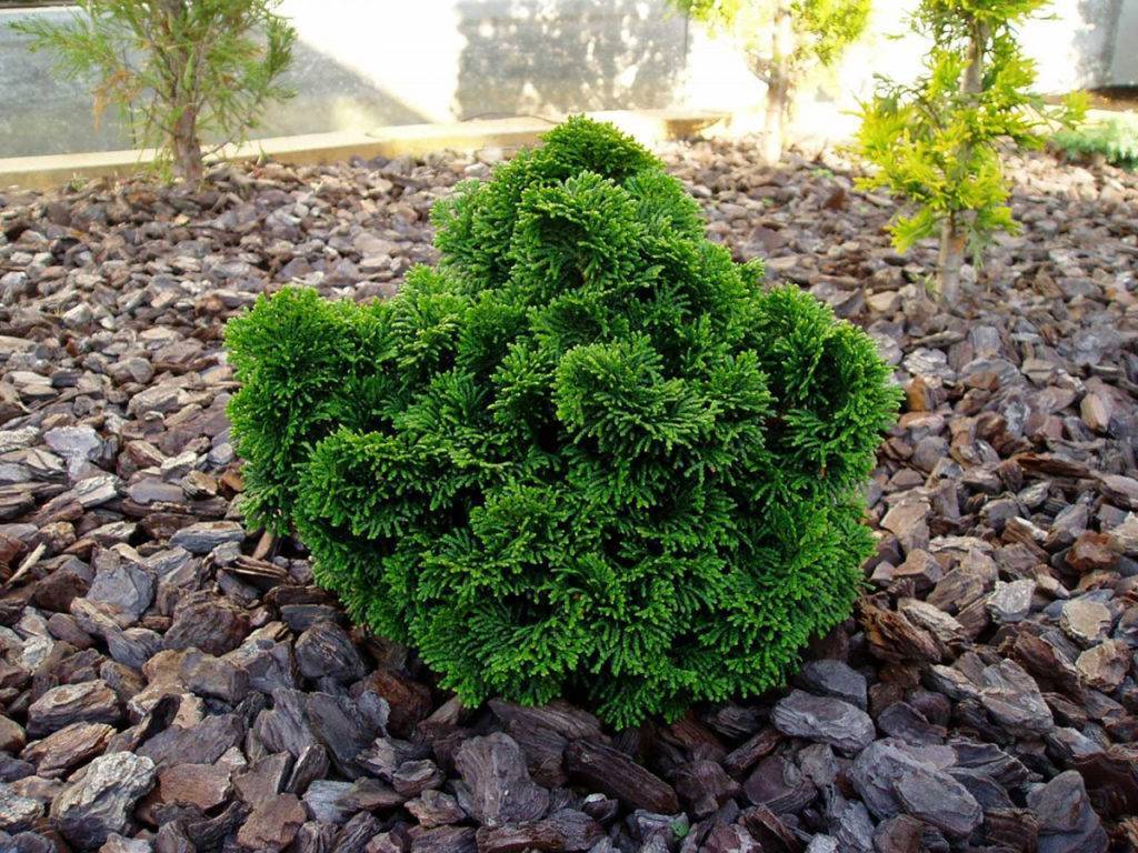 TOP 40 coniferous trees and shrubs with names, plant descriptions