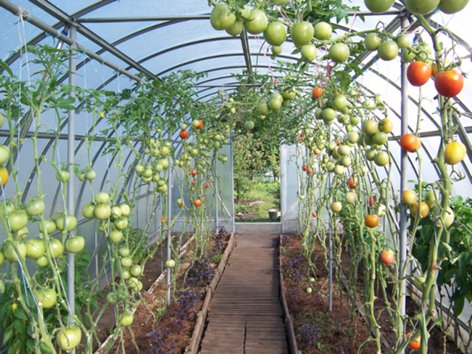 tomatoes in a greenhouse