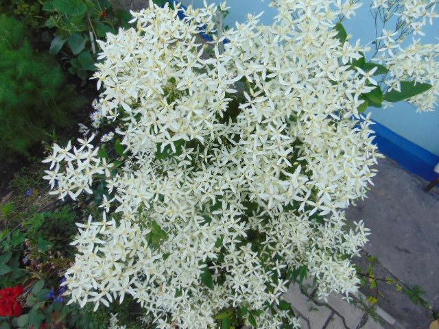 clematis cuttings 