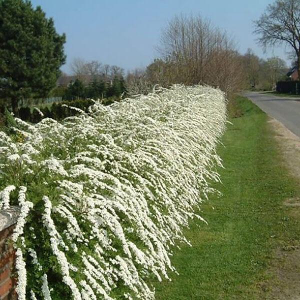 Grefsheim spirea