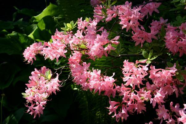 Büsche im Garten 