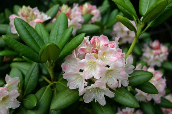 flowering 