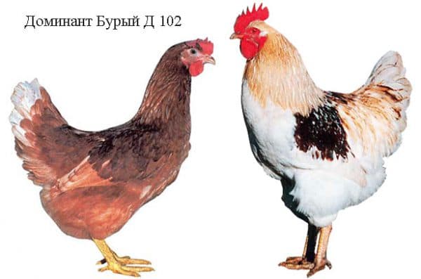 variété de poulet 