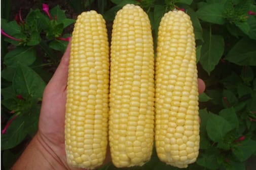 appearance of corn Legend F1