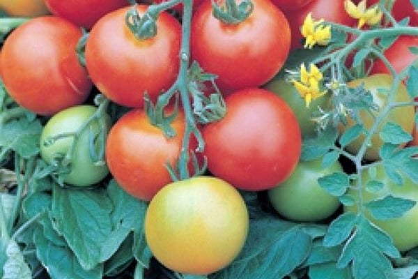 buissons de tomates testi