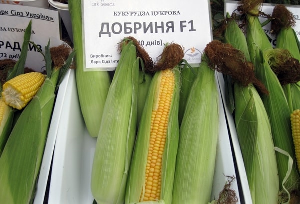 appearance of Dobrynya corn variety