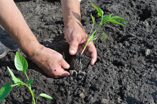 plantando mudas de pimenta