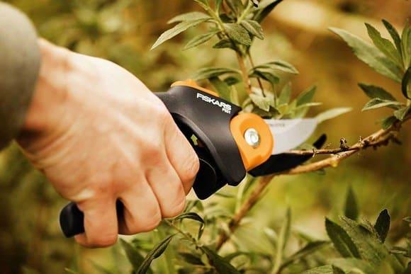 sea ​​buckthorn pruning