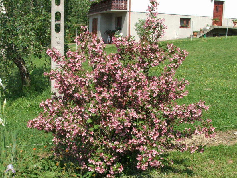 cerise feutre natalie