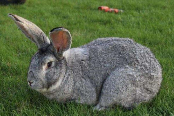 lapin géant gris