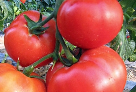 Aussehen des Tomatenkönigs von groß