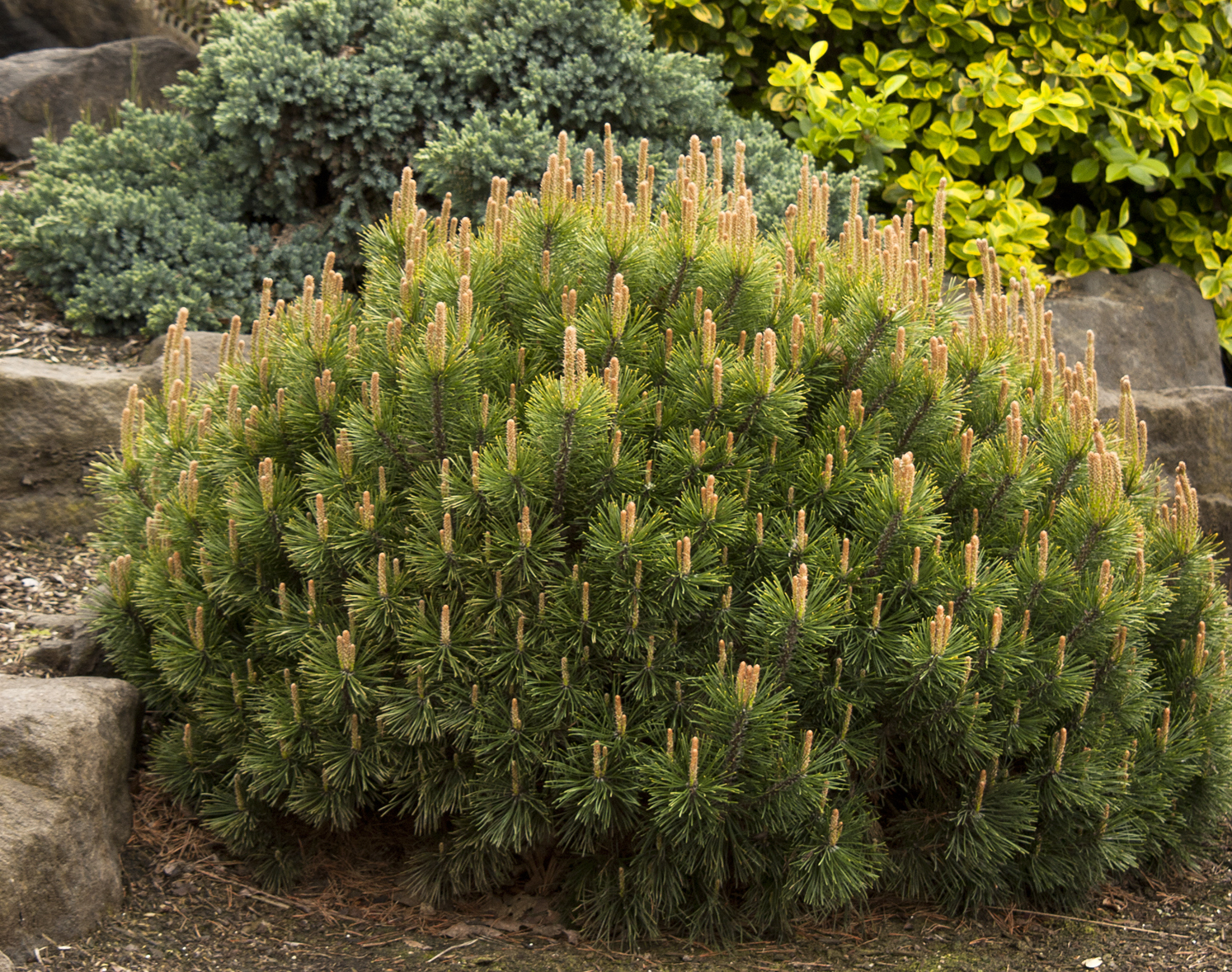 Pinus mugo chaochao