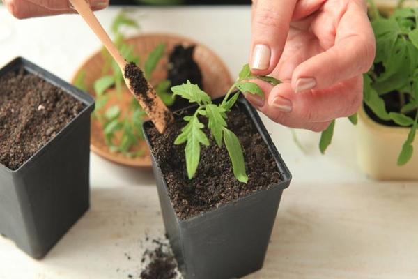 Early planting of tomatoes