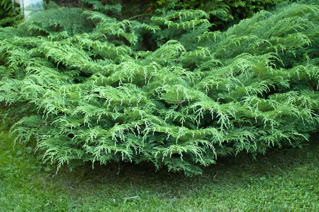 TOP 40 coniferous trees and shrubs with names, plant descriptions